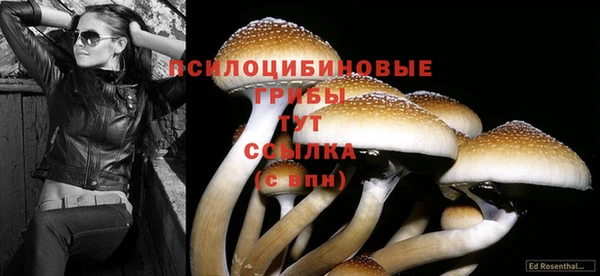 мяу мяу мука Аркадак