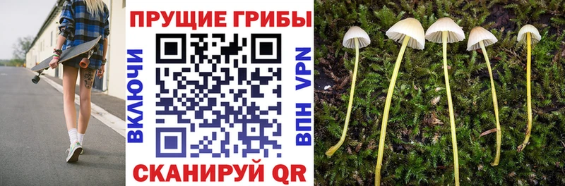 мега как войти  цены   Валдай  Псилоцибиновые грибы мицелий 